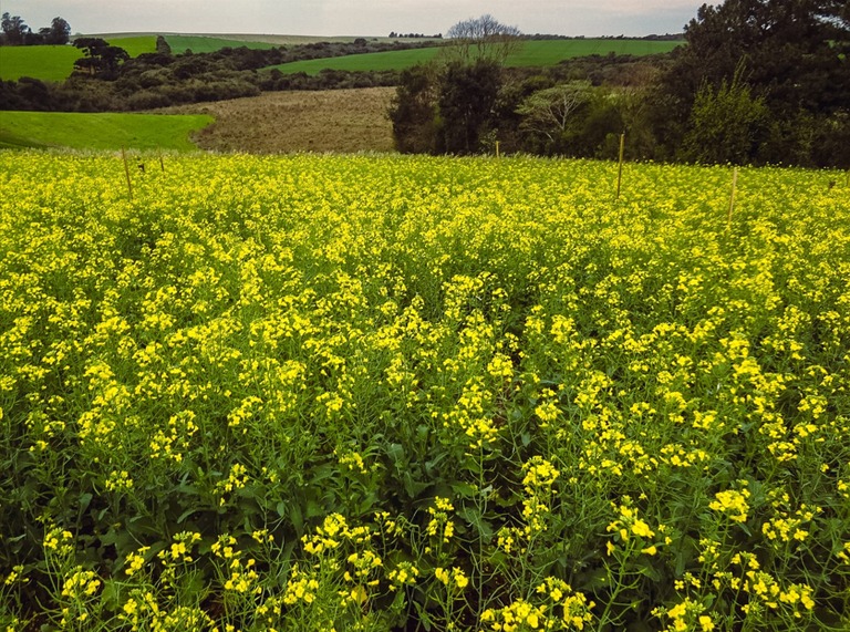 Atualização do Zoneamento Agrícola de Risco Climático para a Canola Pode Impulsionar o Cultivo da Oleaginosa no Brasil